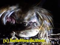 /home//u458753944/public_html/sourcegallery///////////////////////////////////////////////////////////Roxborough Toad Detour/2022/2022-03-19/P3190924.JPG